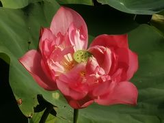 -莲花池公园