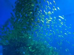 -成都浩海立方海洋公园