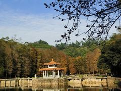 -深圳仙湖植物园