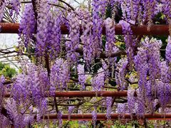 -嘉定紫藤园