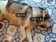 -more than meow吴止猫主题餐厅(承德 中船汇店)