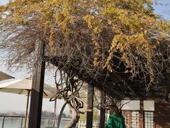 -望海·帆船主题咖啡厅•品茗下午茶(石湖景区店)