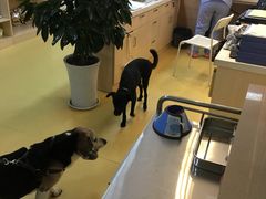 小黑-芭比堂动物医院·犬猫全科·异宠专科(雁塔分院)