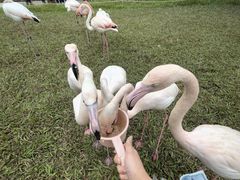 -广州长隆飞鸟乐园