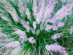景点-野鸭湖国家湿地公园