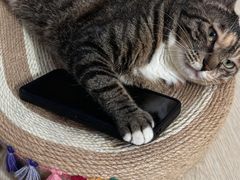 -动物缘宠物医院·骨科·猫科(西二环店)