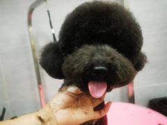 -宠福鑫康馨动物医院·骨科·眼科