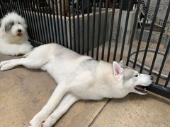 -TrueLove @ Neverland (Husky Cafe)