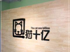 -猫十亿·布偶金渐层·曼基康矮脚猫舍(青年路店)