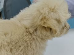 -贝康宠物医院·犬猫全科·小动物特色诊疗中心(东环路店)