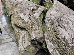 -西双版纳原始森林公园