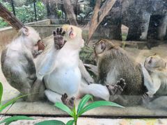 -海南热带野生动植物园