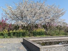 -南汇桃花村