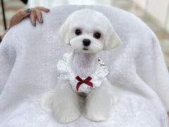 -鑫艺宠物美容培训学校