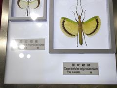 -上海昆虫博物馆