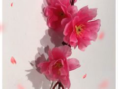 -乐蓬马歇百货公司(Rive Gauche)