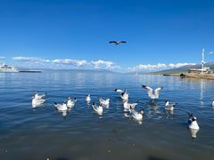 -青海湖国家重点风景名胜区