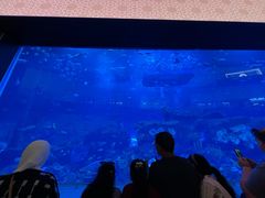 -迪拜水族馆及水下动物园