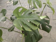 -褒河栈道渔庄(建工路总店)