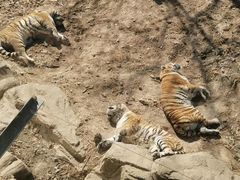 -大连森林动物园