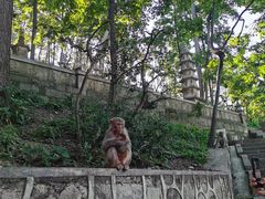 -黔灵山公园