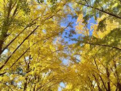 -三里屯东五街银杏大道