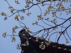 -大觉寺-停车场