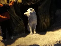 -芜湖新华联大白鲸海洋公园