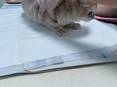 -纳吉亚猫专科动物医院博雅分院