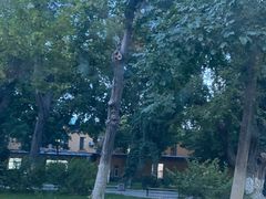 -新疆医科大学第一附属医院