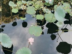 -荔湾湖公园