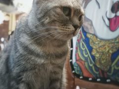 -more than meow吴止猫主题餐厅(承德 中船汇店)