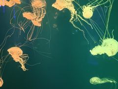 -成都浩海立方海洋公园