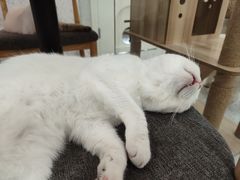 -喵园·猫主题咖啡厅·撸猫·猫咖(国贸店)