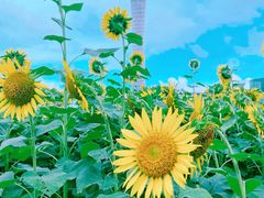 -二沙岛艺术公园