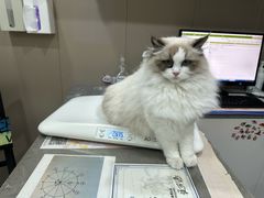 -四月宠物医院·猫专科·心脏专科·内科(转塘店)