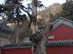 -北京上方山国家森林公园