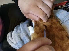 -宠爱国际动物医院· 猫科· 外科·中兽医(长白店)