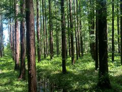 -黄海国家森林公园