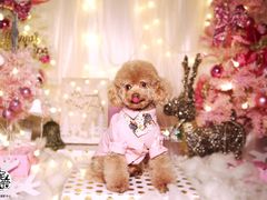 -超宠爱宠物摄影-Super pet