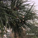 国庆扫街随拍~风响驼铃
