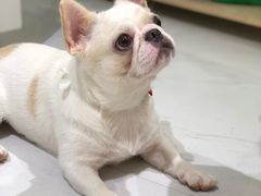 -BABYDOG宝贝狗宠物乐园(欧洲城店)