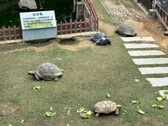 -广东惠东海龟国家级自然保护区