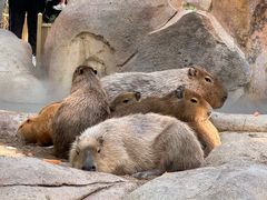 -北京野生动物园