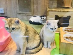 -米卢宠物公园(广华居店)