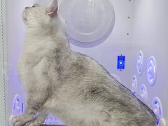 -爱洗澡的猫(望京店)