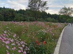 -武陵山森林公园