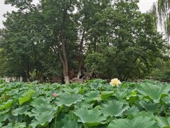 -莲湖公园