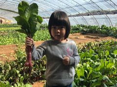 -大自然农场蔬菜草莓采摘园
