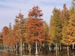 -白鹭湾湿地公园